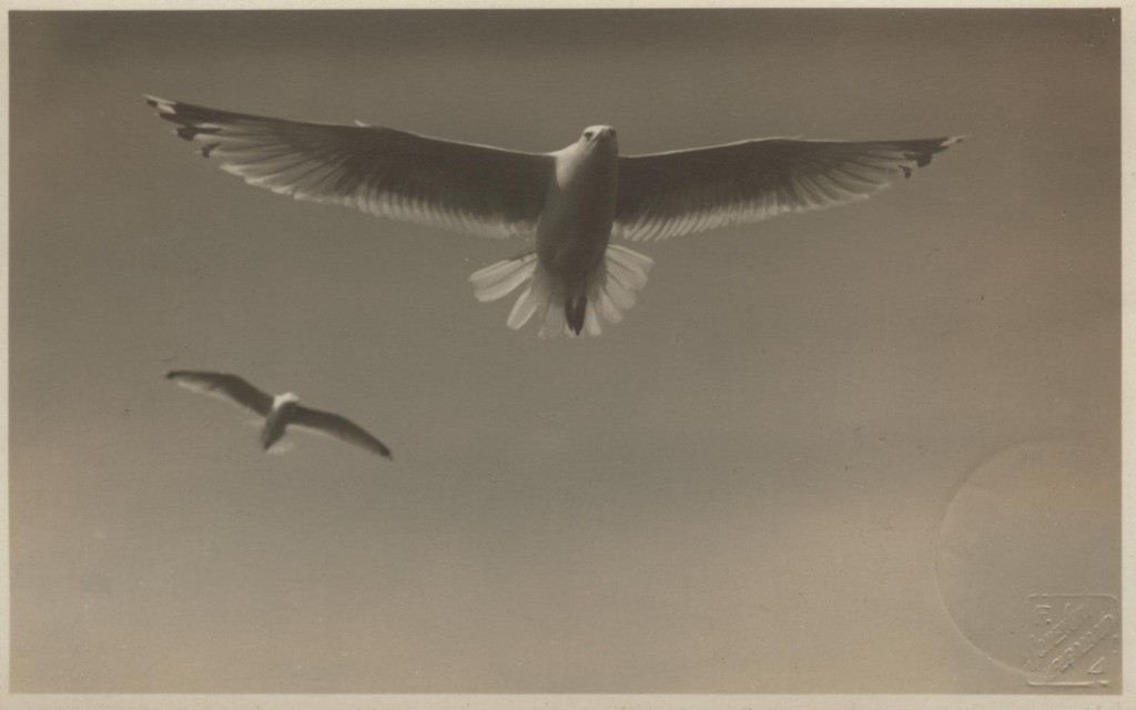 Postkarte mit einer Fotografie von Franz Schensky aus der Sammlung Stenger, 1931