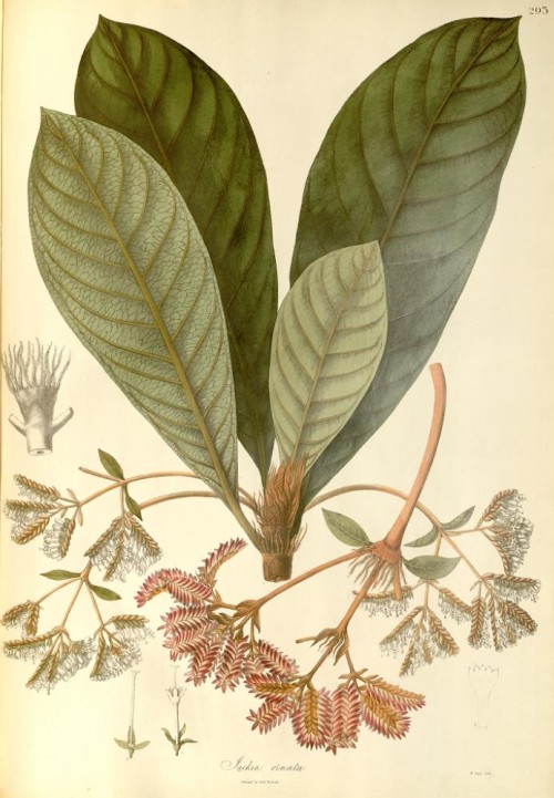 Illustrator: Vishnupersaud, 1830-1832, in: Nathaniel Wallich: Plantae Asiaticae Rariores. (© gemeinfrei) Vishnupersaud (c. 1800-c.1840) war ein indischer, botanischer Zeichner, angestellt am Calcutta Botanical Garden, der u.a. im Auftrag der East India Company die "Plantae Asiaticae Rariores" illustrierte.