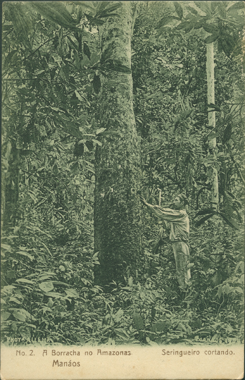 Bildpostkarte „No. 2. A Borracha no Amazonas. Manáos. Seringueiro cortando“, Verlag: Photographia Allemã von Georg Huebner & Amaral, Manaus, vor 1906, aus der Sammlung der SHMH/Altonaer Museum, Hamburg, Inv.Nr. 1985-495-244 © Foto: SHMH/Altonaer Museum, mit freundlicher Genehmigung