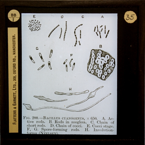 Projektionsbild „Bacillus cyanogenus x 1000“ aus der Serie Bacteria (Flatters and Garnet, n.d.), Quelle: Lucerna http://slides.uni-trier.de/slide/index.php?id=5095643 © Royal Albert Memorial Museum and Art Gallery, Exeter, mit freundlicher Genehmigung 